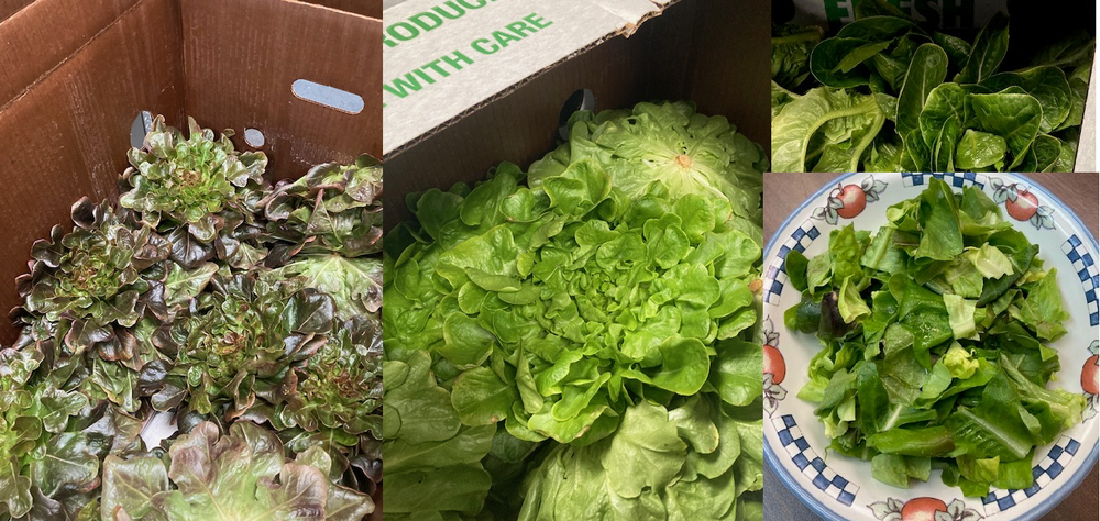 Trinity Farms lettuce